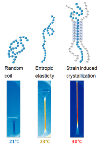 Figure 6. Schematic of elastomer polymer chains in various deformed states (undeformed on the left or highly deformed on the right). The rectangles represent infrared camera images illustrating the surface temperature of an elastomer sample in different deformation states (blue corresponds to room temperature of 21°C, yellow to 23°C, and red to 30°C).